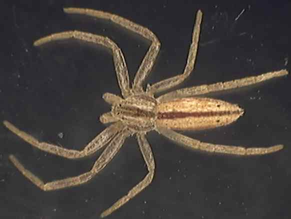 Tibellus oblongus